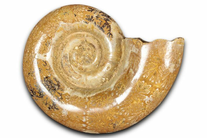Jurassic Ammonite (Hemilytoceras) Fossil - Madagascar #349159